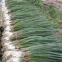 Цибуля на перо Параде 10 000 насінин Bejo Zaden, насіння цибулі на перо, Голландське насіння цибулі, фото 2