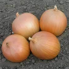 Цибуля ріпчаста Дайтона F1 250 000нас Bejo Zaden, насіння жовтої ріпчастої цибулі