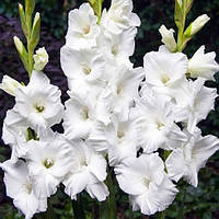 Гладіолус Amsterdam 10/12