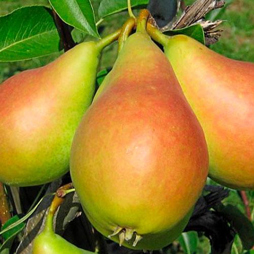 Груша Клеопатра (літня), фото 1
