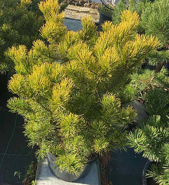 Сосна Вінтер Голд/Pinus mugo Winter Gold / С30 h100см, фото 2
