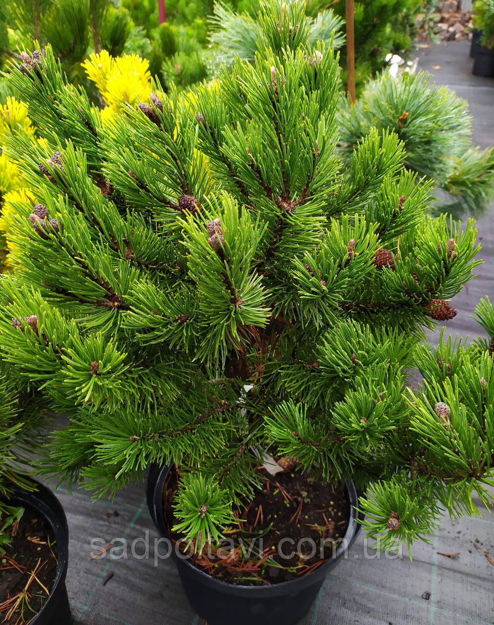 Сосна гірська Гріндейл/С8/ h 60/Pinus mugo Greendale