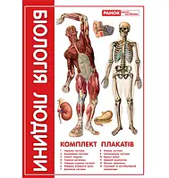 Книга Комплект плакатів "Біологія людини" 9 клас