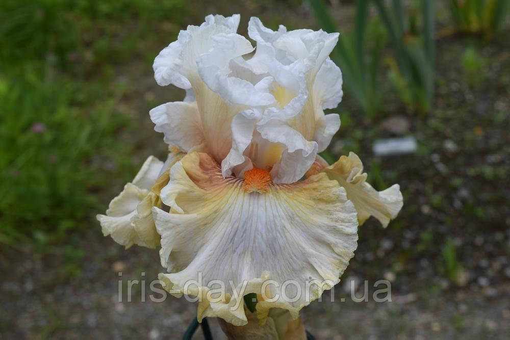 Ірис Unspoken Passion (Blyth 2016) (сажники), фото 1