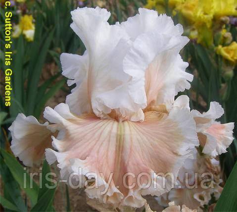 Ірис Shell Beach (Sutton 2019) (сажінки), фото 1