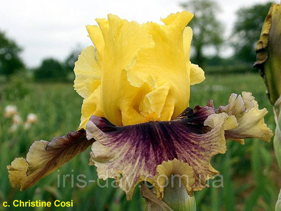 Ірис Treasure Trader (Blyth 2008) (сажники), фото 1