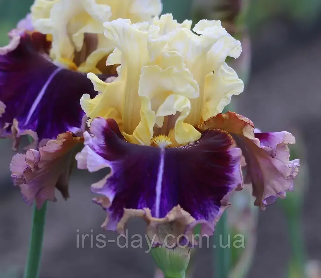 Ірис Taboo (Johnson 2021) (сажінки), фото 1