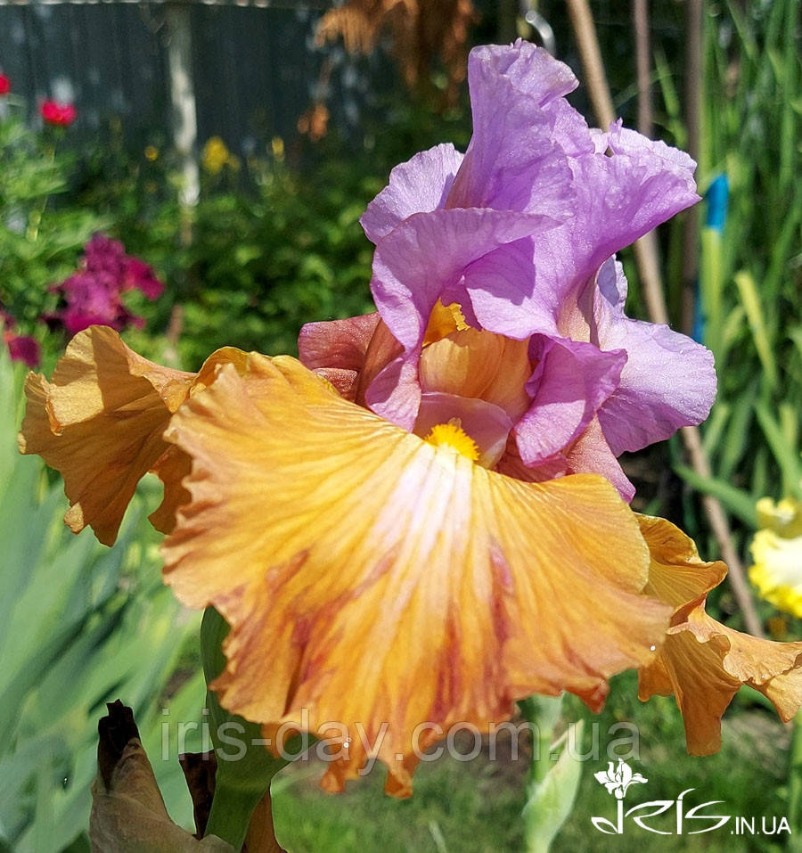 Ірис СВОБОДА У ВОГНІ (ЧорНОГУЗ 2023) (сажінки), фото 1