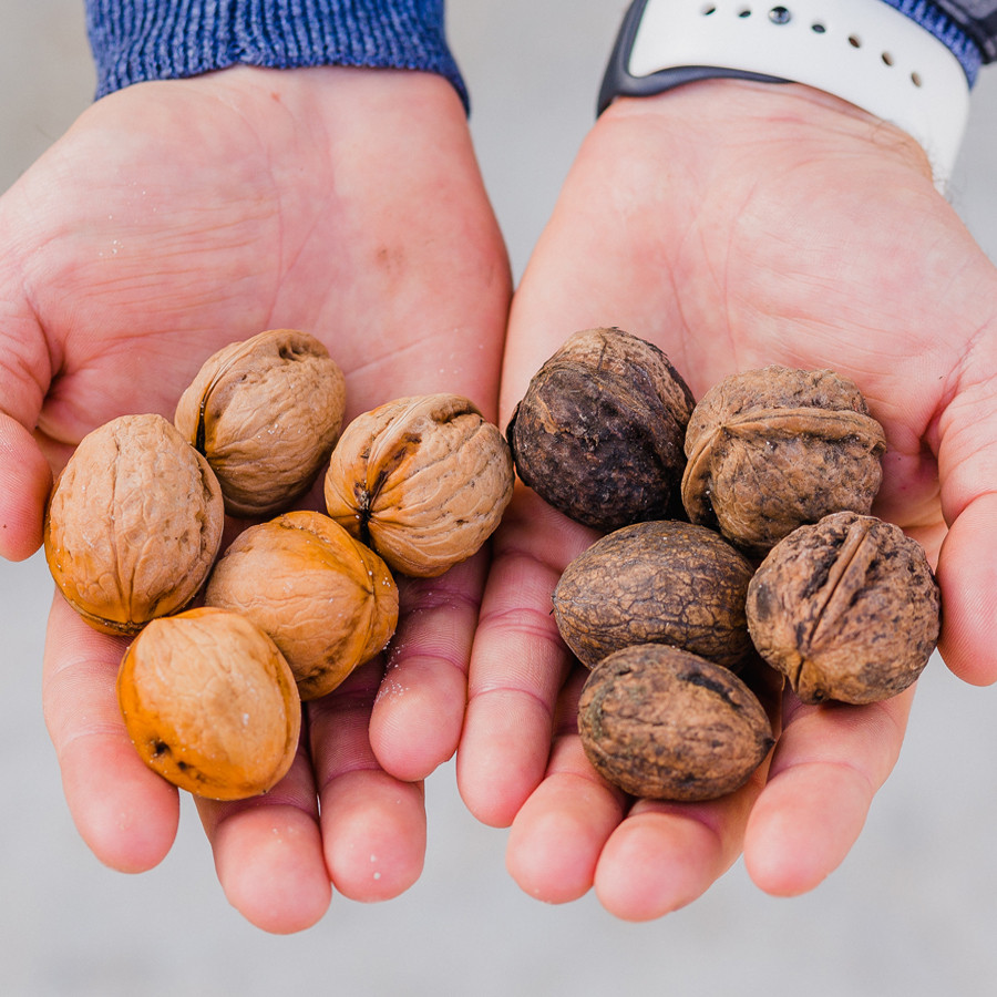 Мийка для горіха, овочів, фруктів 7trav