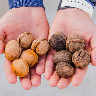 Мийка для горіха, овочів, фруктів 7trav, фото 1