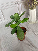 Толстянка домашнее денежное дерево Крассула, домашнее комантное растение толстянка
