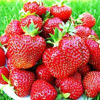 Розсада полуниці