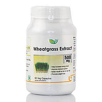Пшеничная трава Wheatgrass Extract 500 мг Biotrex 60 veg.caps источник хлорофила, витаминов, антиоксидант
