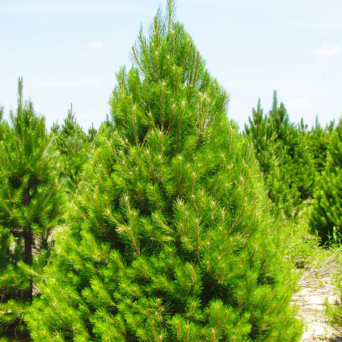 Саджанці Сосни Палласа, або кримська 3-річний (Pinus pallasiana)