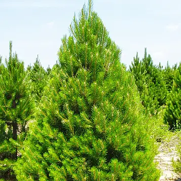 Саджанці Сосни Палласа, або кримська (Pinus pallasiana)