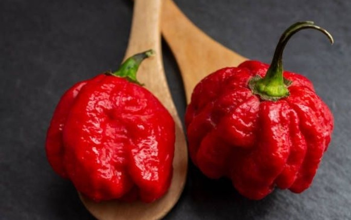 Гострий перець Кароліна Ріпер червоний (Carolina Reaper Reb) насіння 5 шт.