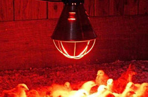 Обігрів тварин