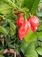 Острый перец Аджи Хабанеро красный(Red Habanero Pepper) семена
