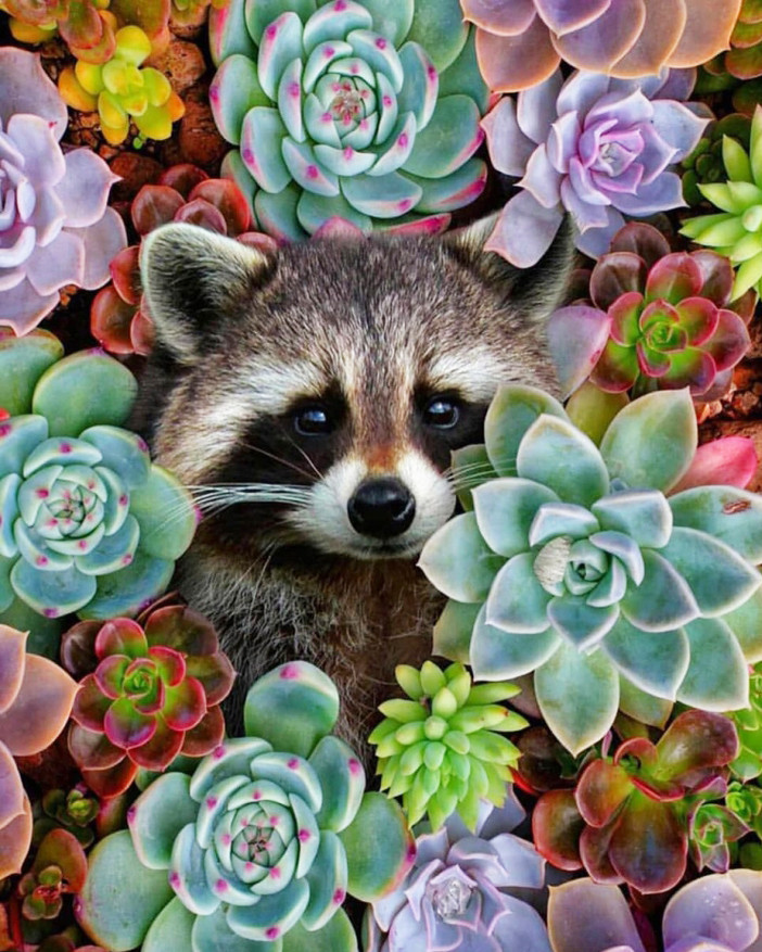 Алмазна мозаїка Єнотик у квітах My-Art AR-3118 (40 x 50 см) + стрази AB+FD на підрамнику, фото 1