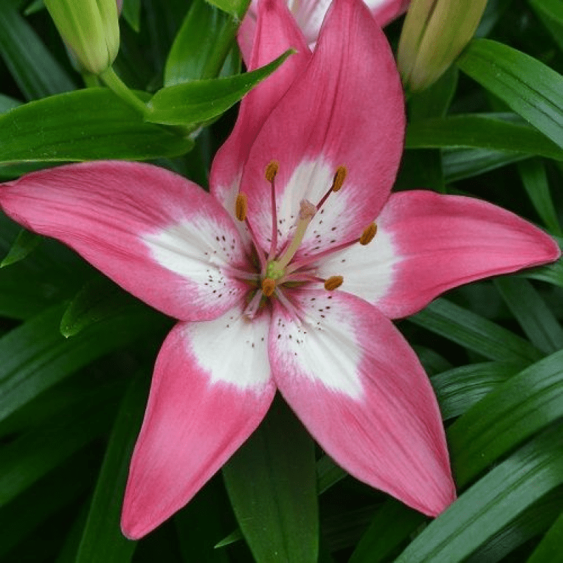 Лілія Азіатська низька Perfect Joy 14/16