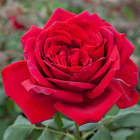 Роза "Jubilee de Papa Meilland" (саженцы)