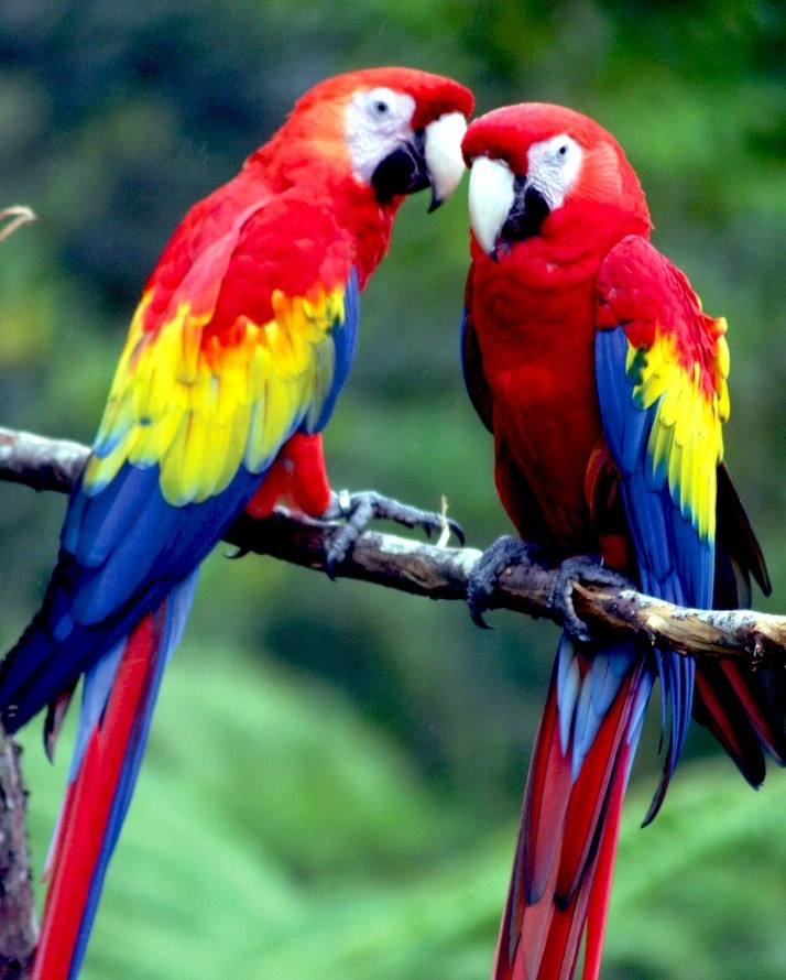 Алмазна мозаїка Пара папуг My-Art AR-3176 (40 x 50 см) на підрамнику, фото 1