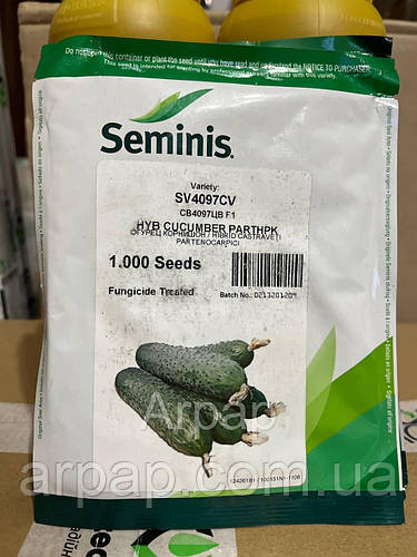 СВ 4097 ЦВ F1 огурец партенокарпический Seminis 1000 семян (ID ...
