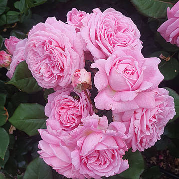 Графиня Марія Генрієта (Rosengrafin Marie Henriette)