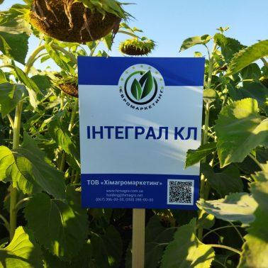 Насіння соняшнику Інтеграл КЛ екстра, насіння соняшника під євролайтинг, фото 1
