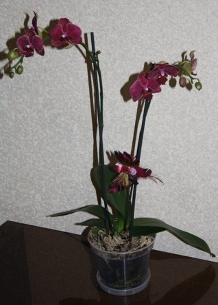 Кашпо для орхидей 13см/0,9л с подставкой - фото 3 - id-p26189428