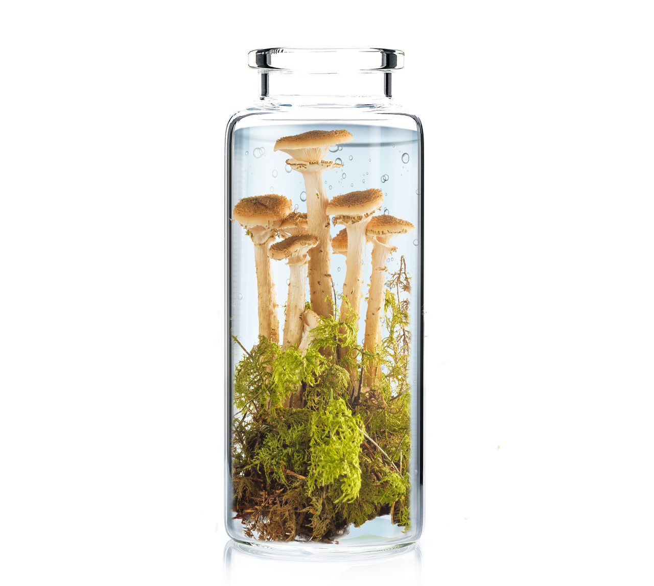 Віддушка для моно парфумерії Mushroom and Mosses (Гриби та мох)