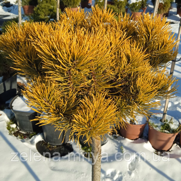 Сосна гірська Вінтер Голд ШТАМБ, фото 1