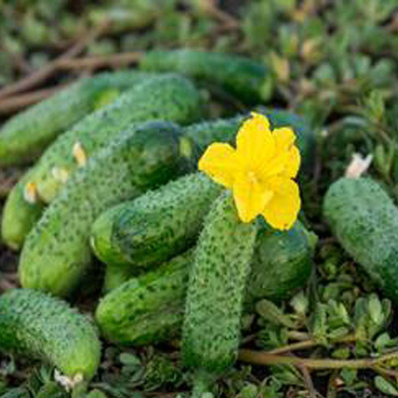 Насіння огірків Жоеліна F1, 1000 насінин