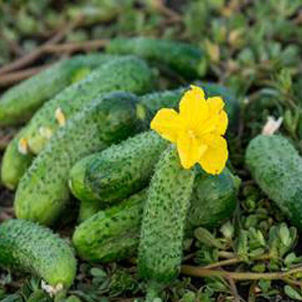 Насіння огірків Жоеліна F1, 1000 насінин, фото 1