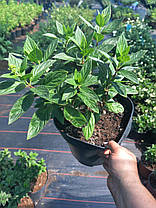 Гортензія волотиста Голіаф \ Hydrangea paniculata Goliath ( саджанці 3 роки С5л ) Новинка, фото 4