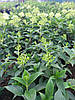 Гортензія волотиста Лівінг Літл Блоссом \ Hydrangea paniculata Living Little Bloss ( саджанці 3 - 4 роки С5л ) Новинка, фото 11