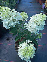 Гортензія волотиста Лівінг Літл Блоссом \ Hydrangea paniculata Living Little Bloss ( саджанці 3 - 4 роки С5л ) Новинка, фото 5