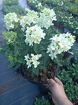 Гортензія волотиста Голіаф \ Hydrangea paniculata Goliath ( саджанці 3 роки С5л ) Новинка, фото 5