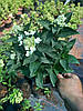 Гортензія волотиста Лівінг Літл Блоссом \ Hydrangea paniculata Living Little Bloss ( саджанці 3 - 4 роки С5л ) Новинка, фото 9