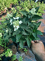 Гортензія волотиста Лівінг Рояль Флауер \ Hydrangea Living Royal Flower ( саджанці 3 - 4 роки С5л ), фото 6