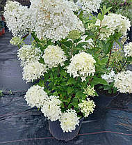 Гортензія волотиста Пінклайт \ hydrangea paniculata Pinklight (саджанці 3 роки) С5л  Новинка, фото 3