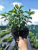 Гортензія волотиста Пінклайт \ hydrangea paniculata Pinklight (саджанці 3 роки) С5л  Новинка, фото 5