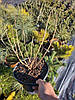 Гортензія волотиста Пінклайт \ hydrangea paniculata Pinklight (саджанці 3 роки) С5л  Новинка, фото 6
