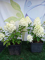 Гортензія волотиста Меджікал Адс \ Hydrangea paniculata 'Magical Andes' (саджанці 1 рік ), фото 5
