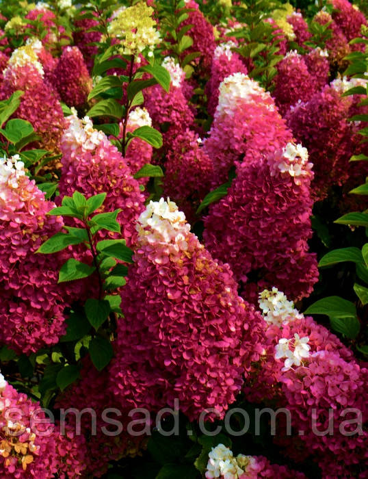 Гортензія волотиста Ливинг Страуберрі Блоссом \ Hydrangea Strawberry Blossom® (саджанці 4 роки) Новинка