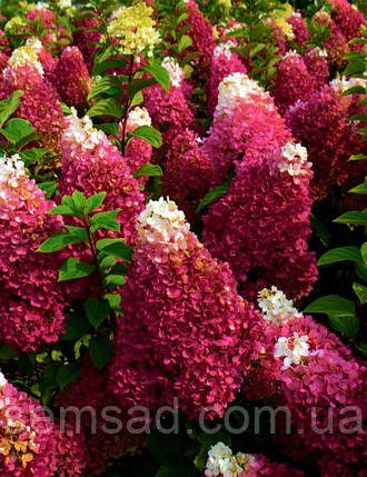 Гортензія волотиста Ливинг Страуберрі Блоссом \ Hydrangea Strawberry Blossom® (саджанці 4 роки) Новинка, фото 1