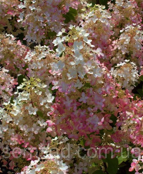 Гортензія волотиста Ерлі Гаррі \ Hydrangea paniculata Early Harry( саджанці 3 роки  ) Новинка