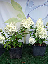 Гортензія волотиста Літл Фрэско \ Hydrangea paniculata Little Fresco ( саджанці 3 роки С5л. ) Новинка, фото 2