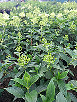 Гортензія волотиста Літл Фрэско \ Hydrangea paniculata Little Fresco ( саджанці 3 роки С5л. ) Новинка, фото 3