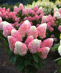 Гортензія волотиста Лівінг Літл Лав \ Hydrangea paniculata Living Little Love ( саджанці 3 роки С5л ) Новинка